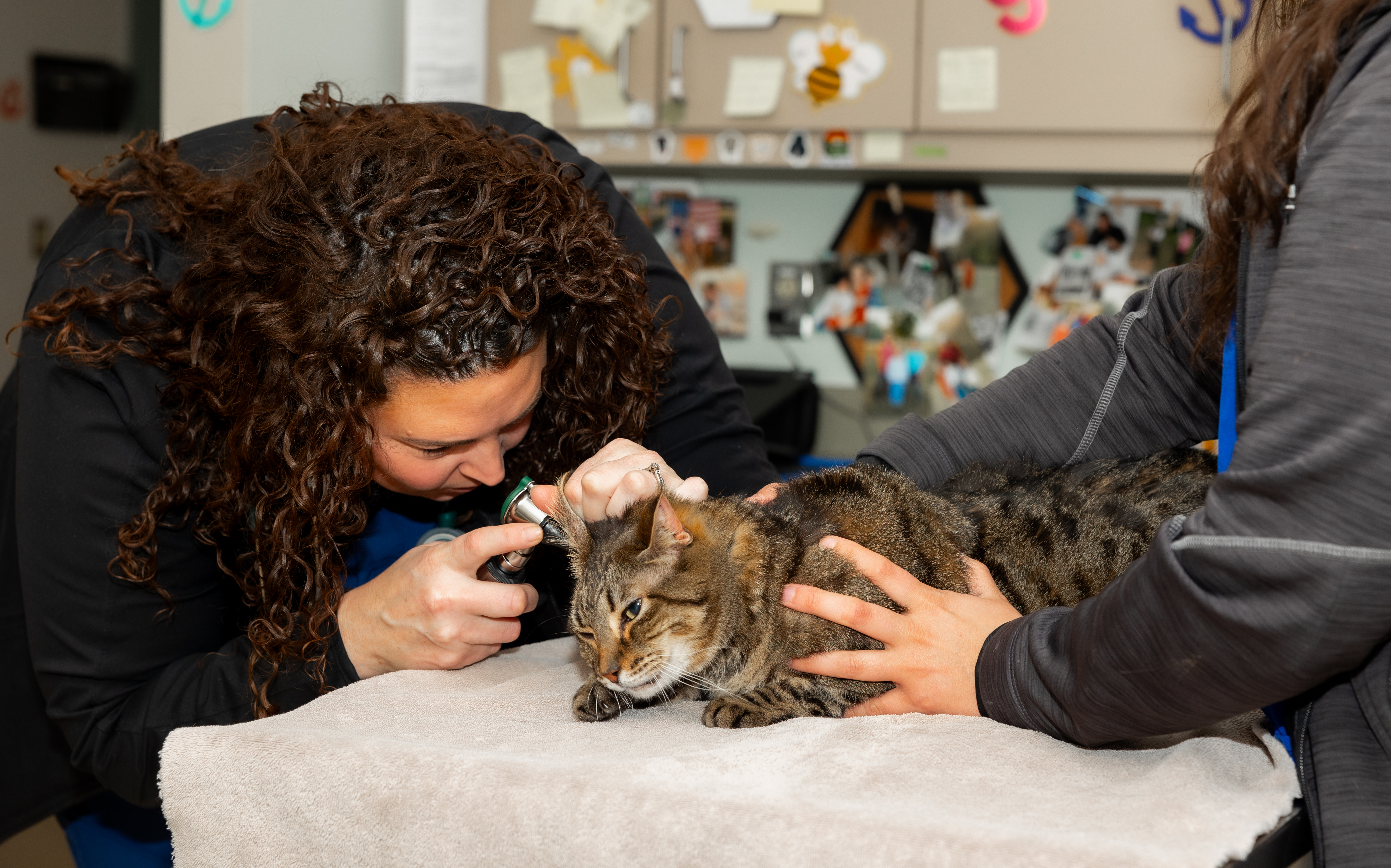Veterinarian examining cat's ear