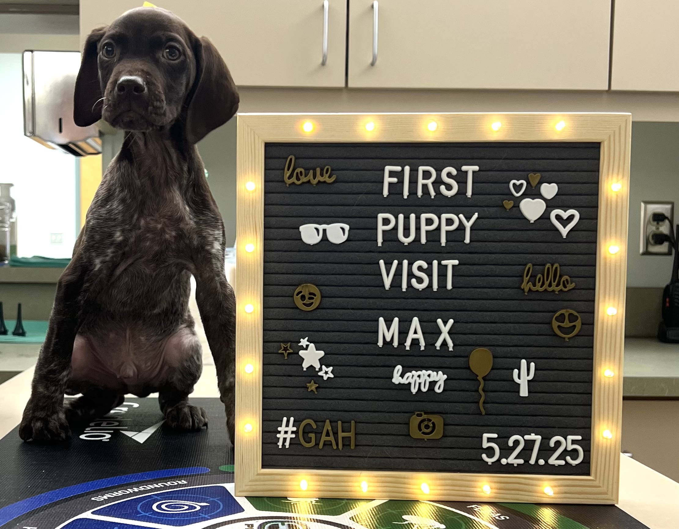First puppy visit at Graham Animal Hospital