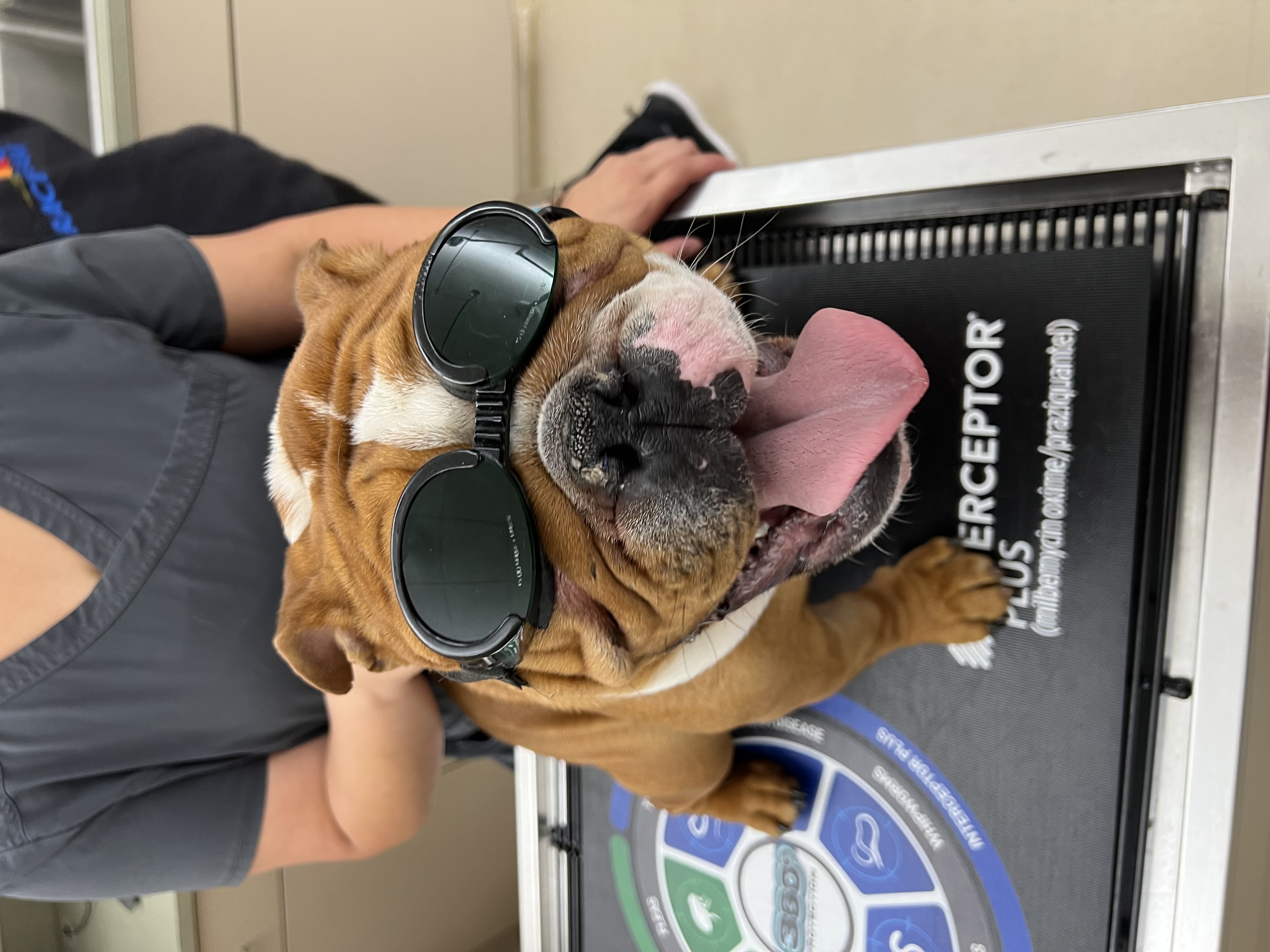Happy dog with goggles at vet visit