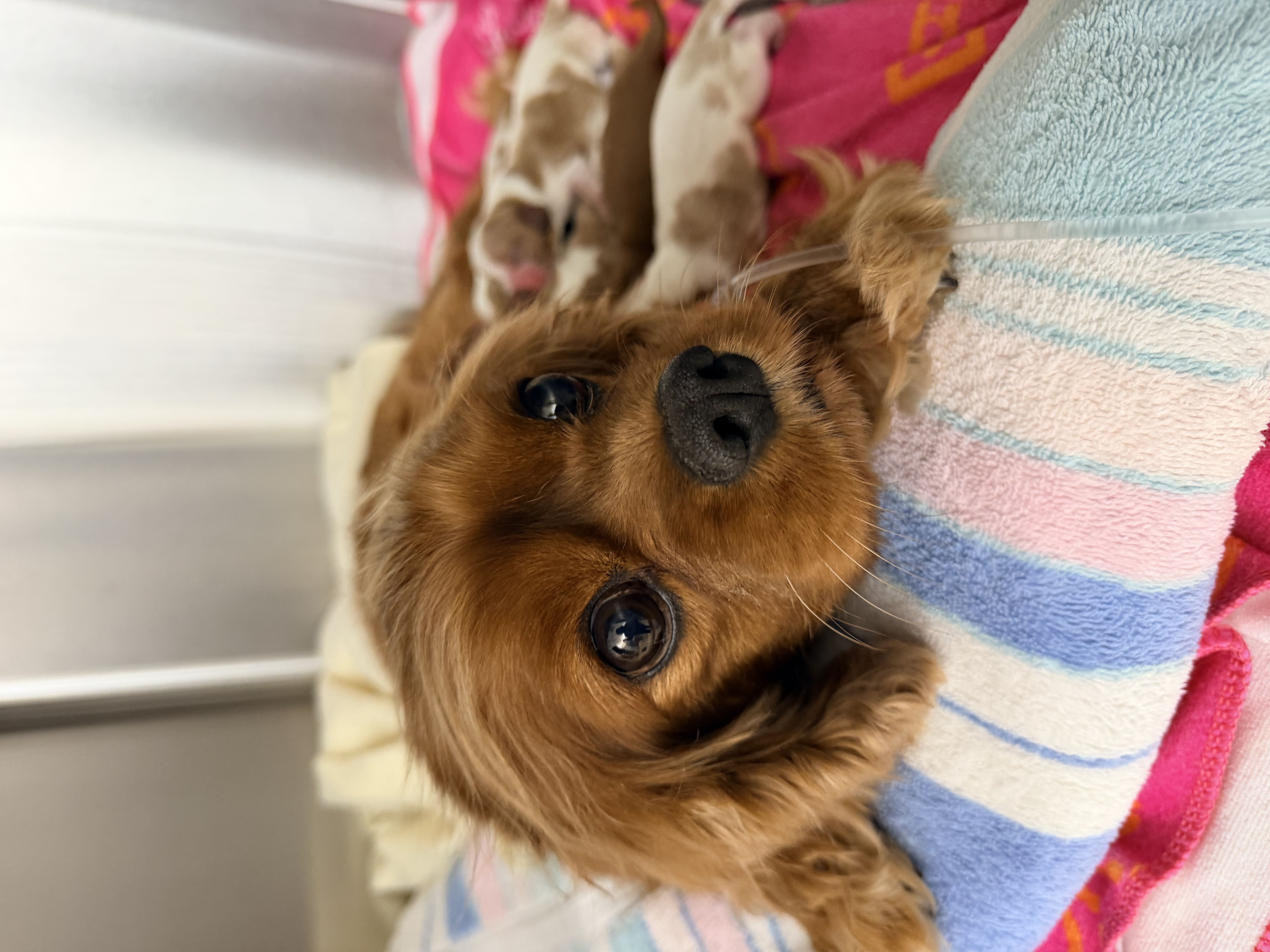 Cavalier King Charles Spaniel with newborn puppies