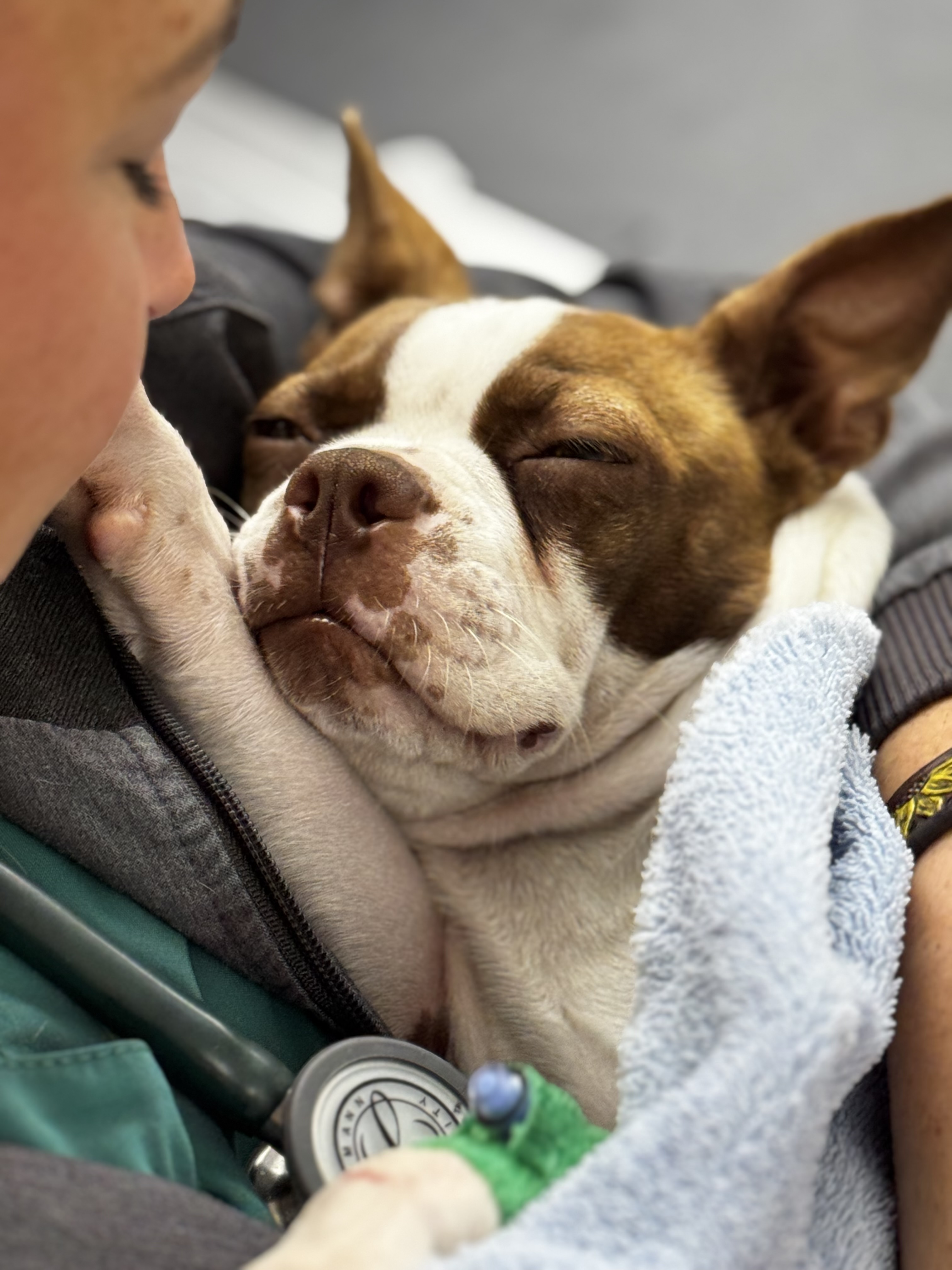 Dog being comforted during treatment at Graham Animal Hospital